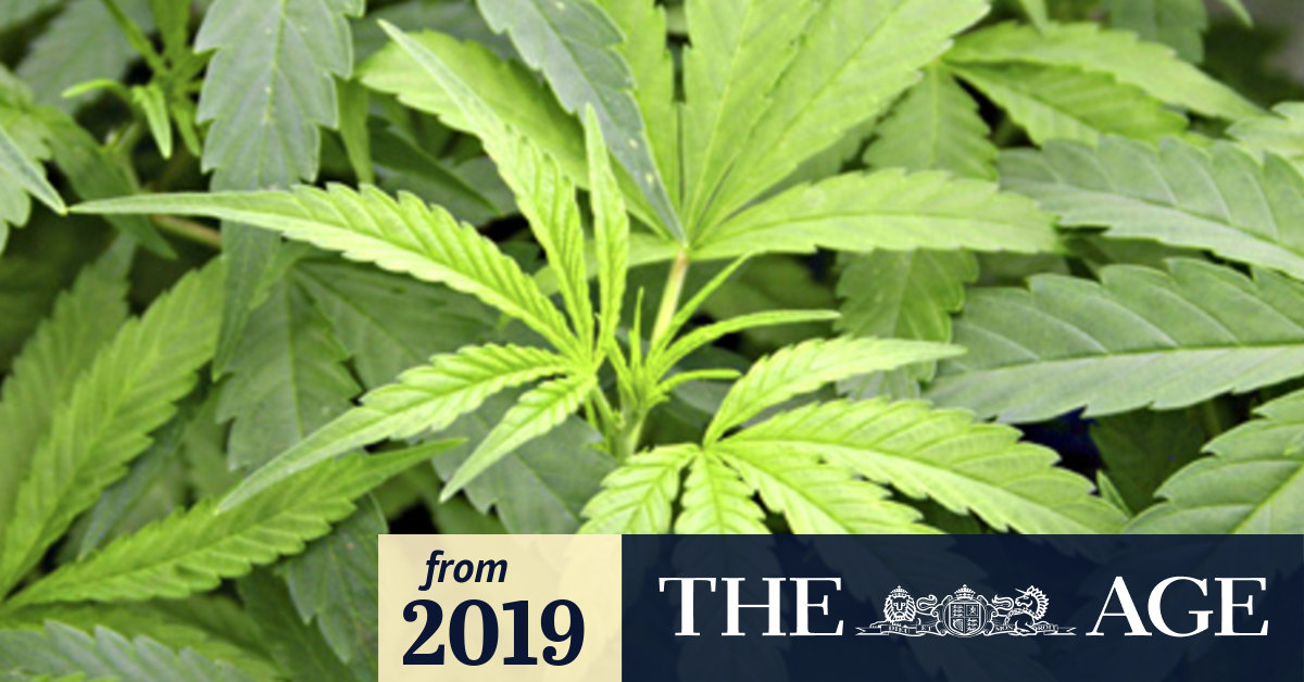 Dozens of cannabis plants found after home goes up in smoke